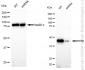 KD-Validated Anti-Flap Structure-Specific Endonuclease 1 Rabbit Monoclonal Antibody