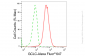 KD-Validated Anti-GCLC Rabbit Monoclonal Antibody