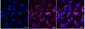 KD-Validated Anti-GCLC Rabbit Monoclonal Antibody