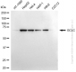KD-Validated Anti-GCLC Rabbit Monoclonal Antibody