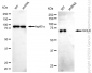 KD-Validated Anti-GCLC Rabbit Monoclonal Antibody