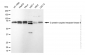 KD-Validated Anti-G Protein-Coupled Receptor Kinase 6 Rabbit Monoclonal Antibody