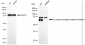 KD-Validated Anti-G Protein-Coupled Receptor Kinase 6 Rabbit Monoclonal Antibody