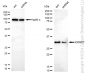 KD-Validated Anti-IGFBP7 Rabbit Monoclonal Antibody