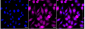 KD-Validated Anti-Kinesin Family Member 2C Rabbit Monoclonal Antibody