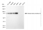 KD-Validated Anti-Kinesin Family Member 2C Rabbit Monoclonal Antibody