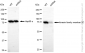 KD-Validated Anti-Kinesin Family Member 2C Rabbit Monoclonal Antibody