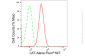 KD-Validated Anti-Linker For Activation Of T Cells Rabbit Monoclonal Antibody