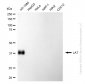 KD-Validated Anti-Linker For Activation Of T Cells Rabbit Monoclonal Antibody