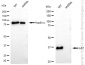 KD-Validated Anti-Linker For Activation Of T Cells Rabbit Monoclonal Antibody