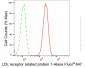 KD-Validated Anti-LDL Receptor Related Protein 1 Rabbit Monoclonal Antibody