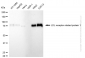 KD-Validated Anti-LDL Receptor Related Protein 1 Rabbit Monoclonal Antibody