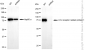KD-Validated Anti-LDL Receptor Related Protein 1 Rabbit Monoclonal Antibody
