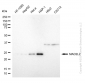 KD-Validated Anti-Mitotic Arrest Deficient 2 Like 2 Rabbit Monoclonal Antibody