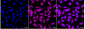 KD-Validated Anti-MCM5 Rabbit Monoclonal Antibody