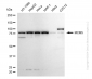 KD-Validated Anti-MCM5 Rabbit Monoclonal Antibody