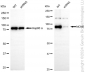 KD-Validated Anti-MCM5 Rabbit Monoclonal Antibody
