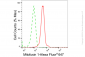 KD-Validated Anti-MFN1 Rabbit Monoclonal Antibody