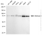 KD-Validated Anti-MFN1 Rabbit Monoclonal Antibody