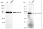 KD-Validated Anti-MFN1 Rabbit Monoclonal Antibody