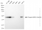 KD-Validated Anti-Phospho-NDRG1 (Ser330) Rabbit Monoclonal Antibody