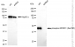 KD-Validated Anti-Phospho-NDRG1 (Ser330) Rabbit Monoclonal Antibody