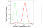 KD-Validated Anti-Pro-Apoptotic WT1 Regulator Rabbit Monoclonal Antibody