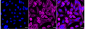 KD-Validated Anti-Pro-Apoptotic WT1 Regulator Rabbit Monoclonal Antibody