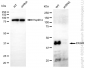 KD-Validated Anti-Pro-Apoptotic WT1 Regulator Rabbit Monoclonal Antibody
