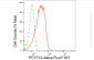 KD-Validated Anti-PCYT1A Rabbit Monoclonal Antibody