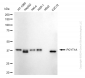 KD-Validated Anti-PCYT1A Rabbit Monoclonal Antibody