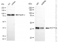 KD-Validated Anti-PCYT1A Rabbit Monoclonal Antibody