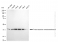KD-Validated Anti-PRMT1 Rabbit Monoclonal Antibody