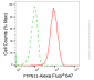 KD-Validated Anti-PTPN11 Rabbit Monoclonal Antibody