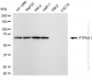 KD-Validated Anti-PTPN11 Rabbit Monoclonal Antibody