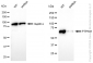 KD-Validated Anti-PTPN11 Rabbit Monoclonal Antibody