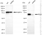 KD-Validated Anti-RELB Rabbit Monoclonal Antibody