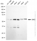 KD-Validated Anti-Ribosomal Protein S6 Kinase B2 Rabbit Monoclonal Antibody