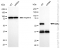 KD-Validated Anti-Ribosomal Protein S6 Kinase B2 Rabbit Monoclonal Antibody