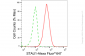 KD-Validated Anti-STAU1 Rabbit Monoclonal Antibody