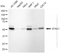 KD-Validated Anti-STAU1 Rabbit Monoclonal Antibody