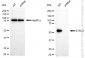 KD-Validated Anti-STAU1 Rabbit Monoclonal Antibody