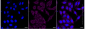 KD-Validated Anti-TIMM50 Rabbit Monoclonal Antibody