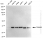 KD-Validated Anti-TIMM50 Rabbit Monoclonal Antibody