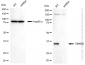 KD-Validated Anti-TIMM50 Rabbit Monoclonal Antibody