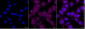 KD-Validated Anti-BCL2 Like 1 Rabbit Monoclonal Antibody