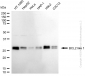 KD-Validated Anti-BCL2 Like 1 Rabbit Monoclonal Antibody