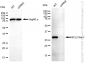 KD-Validated Anti-BCL2 Like 1 Rabbit Monoclonal Antibody
