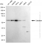 KD-Validated Anti-Catalase Rabbit Monoclonal Antibody