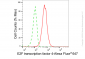 KD-Validated Anti-E2F Transcription Factor 4 Rabbit Monoclonal Antibody